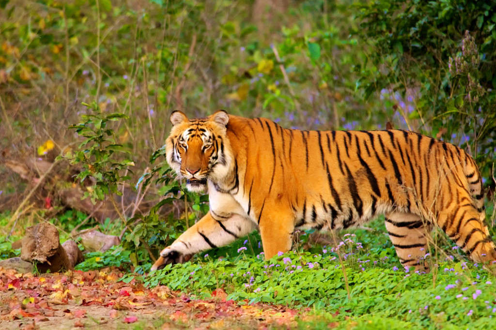 Famous National Parks in India A Great Place to watch Tigers – Corbett National  Park