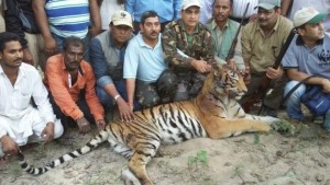 tigers in jim corbett