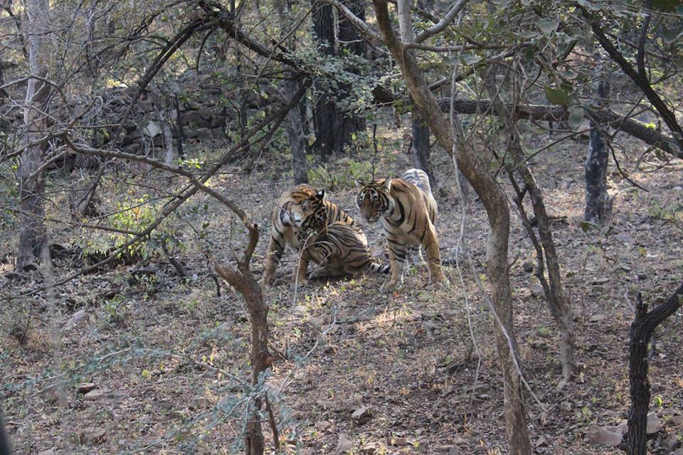 Ranthambore Tigers
