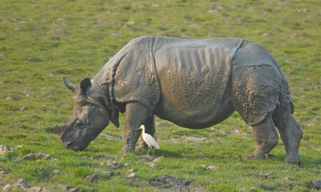 Kaziranga National Park Rhinos
