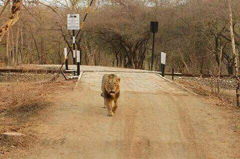 Gir National Park Lions
