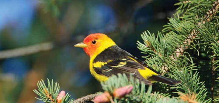 jim corbett national park birds