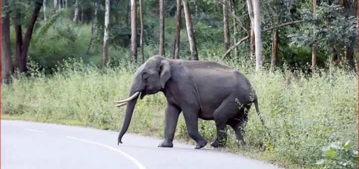 elephant safari in corbett national park