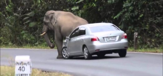 elephant attack on car
