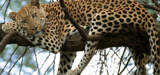 leopards in jim corbett national park
