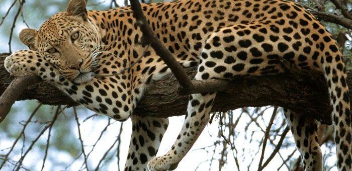 leopards in jim corbett national park