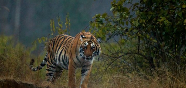 tigers in jim corbett park