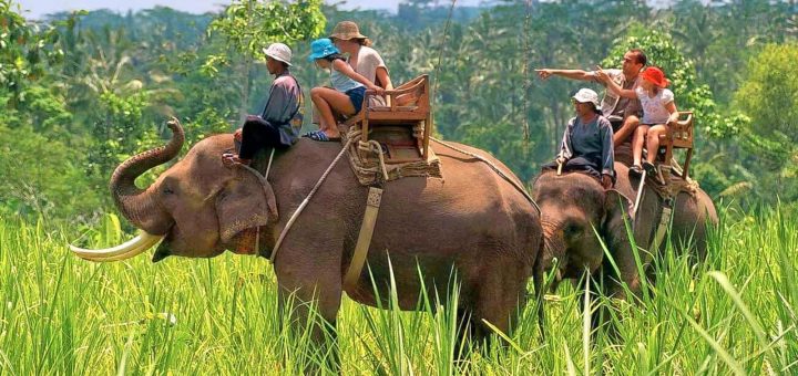 elephant safari in jim corbett