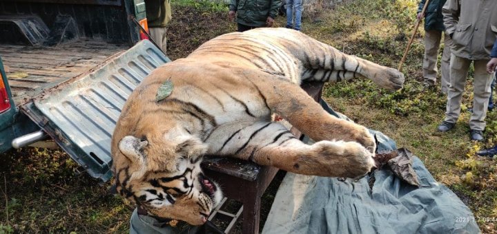 died tiger by car