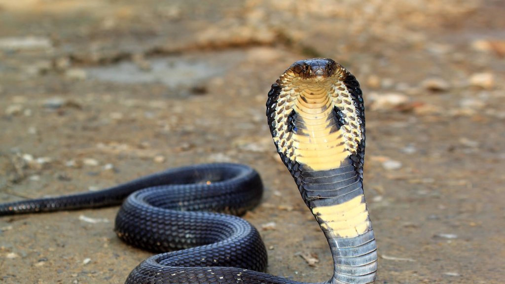 King Cobra in Kyari Village