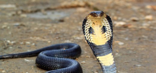 king cobra in corbett national park
