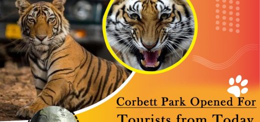 corbett national park open