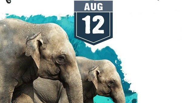 Elephant Day 12 August