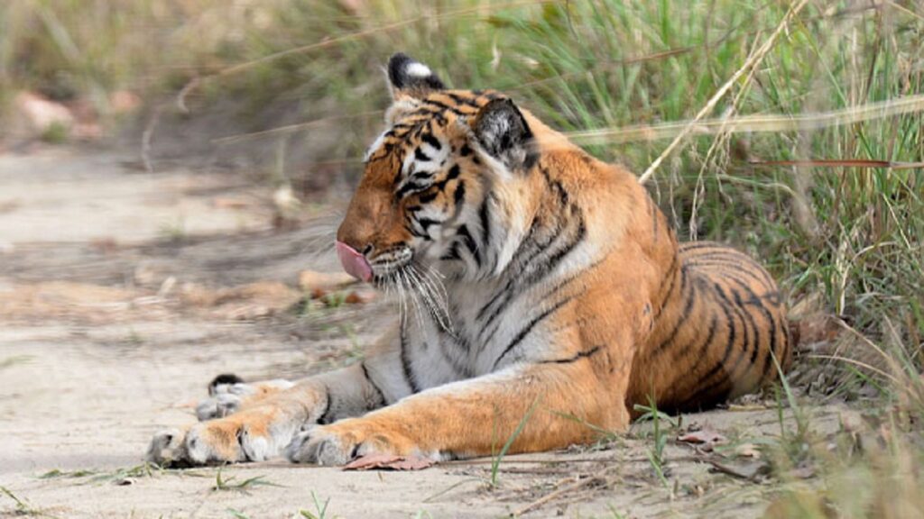 Tiger of Corbett Will Be Shifted To Rajaji National Park – Corbett National  Park