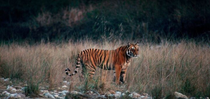 corbett wildlife tour