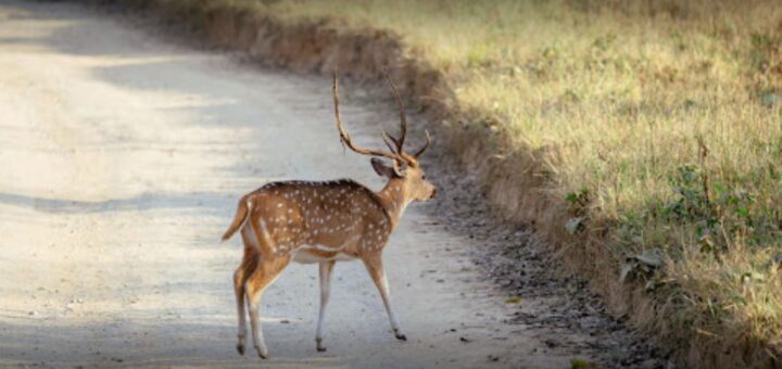 corbett safari