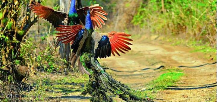 corbett birds