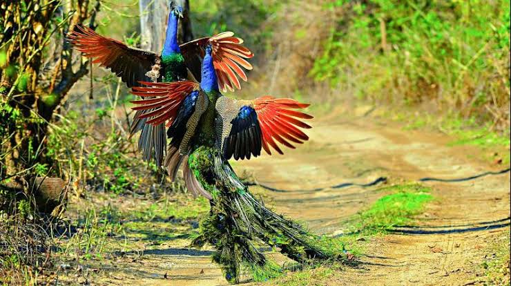 Birds of Corbett National Park Uttrakhand, India – Corbett National Park