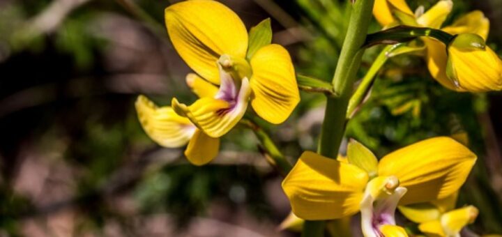 corbett flowers