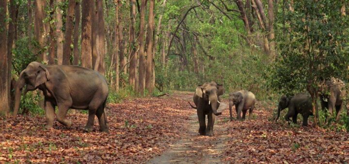 corbett wildlife tour