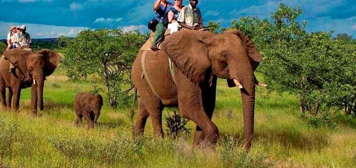 elephant in corbett