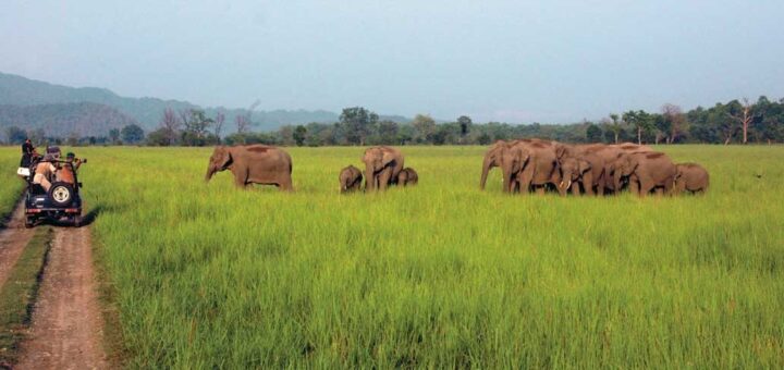 corbett jungle safari