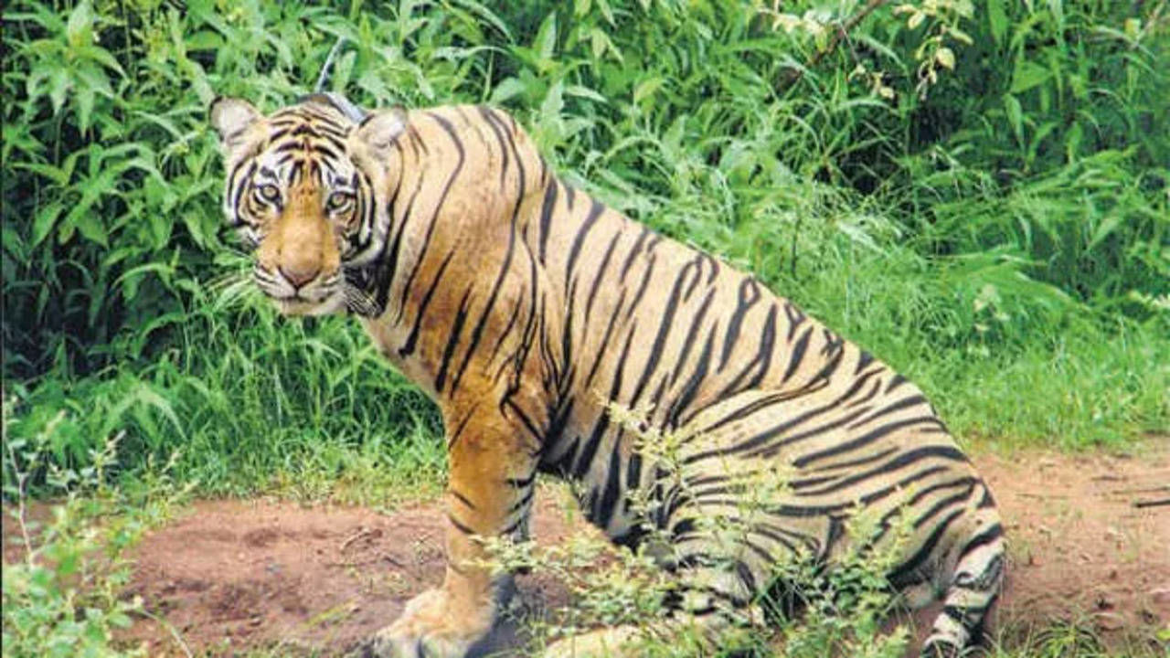 corbett tiger shoot by gaurd