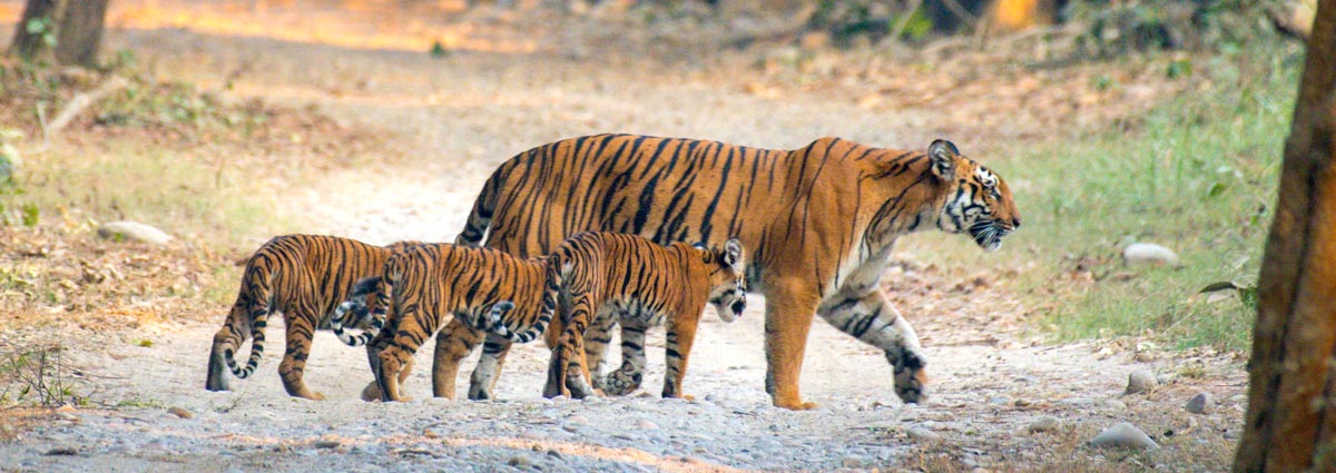 jim corbett trip&#39; Jim Corbett National Park is a forested wildlife  sanctuary in northern India's Uttarakhand State. Rich in flora and fauna,  it's known for its Bengal tigers. Animals, including tigers, leopards