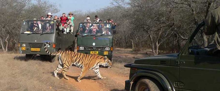 canter safari corbett