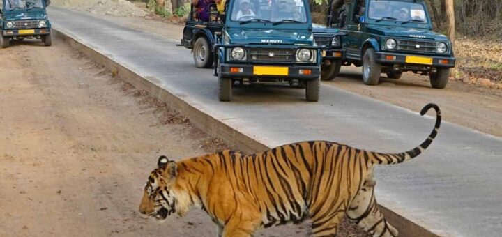 corbett wildlife tour