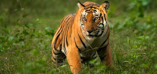 tiger in corbett