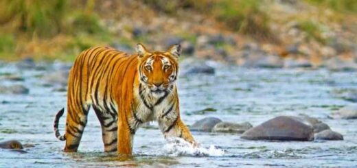 corbett tiger