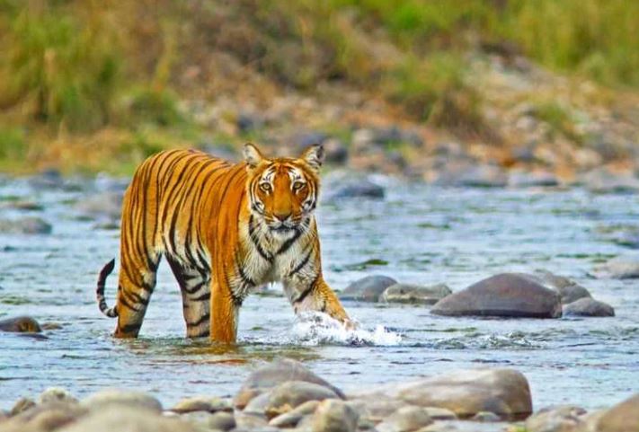 corbett tiger