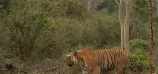 hercules tiger corbett