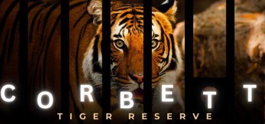 jim corbett tour