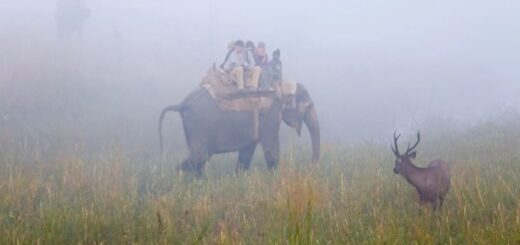 corbett india safari