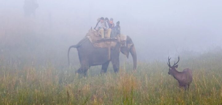 corbett india safari