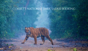 jim corbett safari