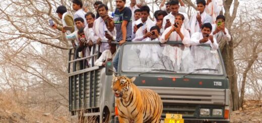 corbett safari