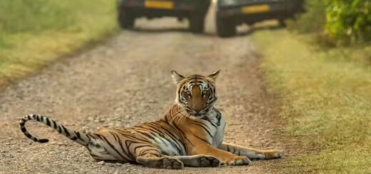 corbett safari
