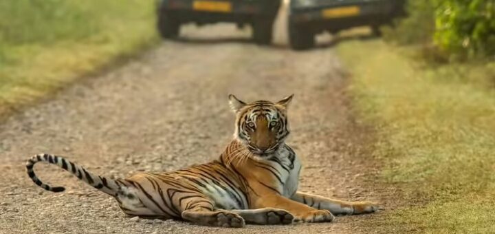 corbett safari