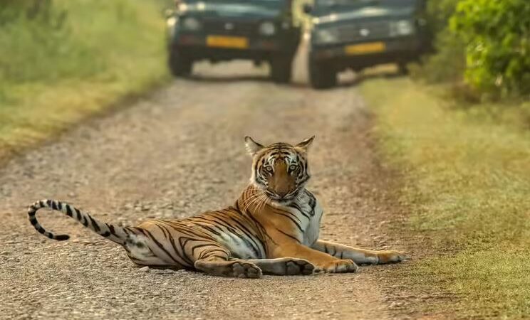 corbett safari