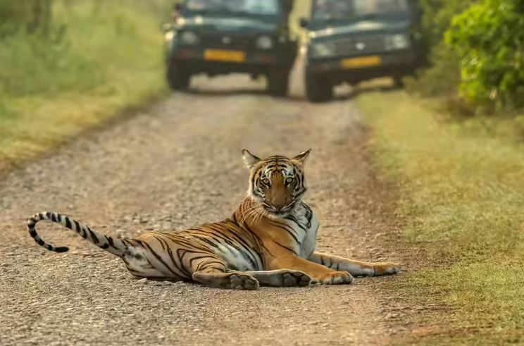 corbett safari