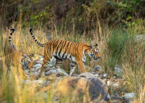 jimcorbett safari