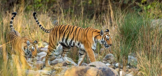 jimcorbett safari