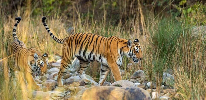 jimcorbett safari
