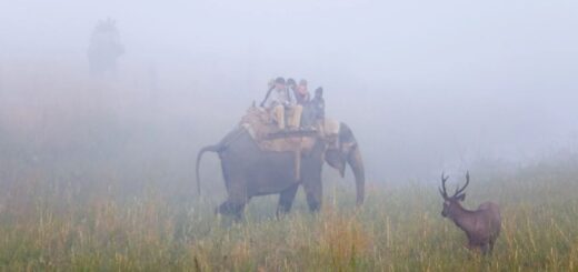 corbett
