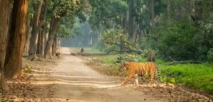 corbett trip
