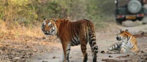 corbett online booking