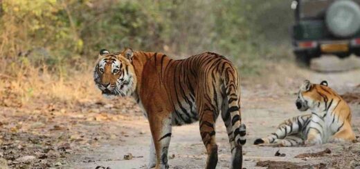 corbett online booking